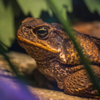 Аватар для ВК с жабами