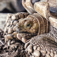 Авы Вконтакте с черепахами