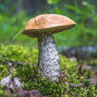 Аватар для ВК с грибами