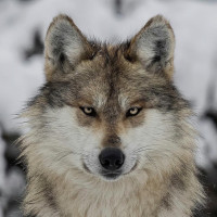 Аватар для ВК с волками