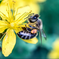 Картинки с пчёлами