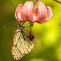 Фотки с бабочками