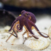 Фото с осьминогами