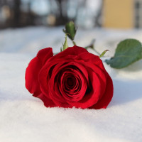 Авы Вконтакте с розами