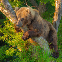 Скачать авы медведи