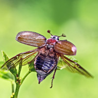 Картинка на аву насекомые