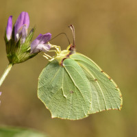 Аватар для ВК с бабочками