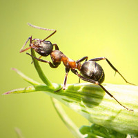 Фотогрфии с муравьями