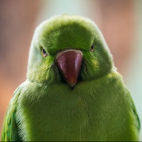 Аватар для ВК с попугаями
