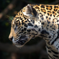 Аватар леопарды