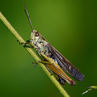Фото с насекомыми