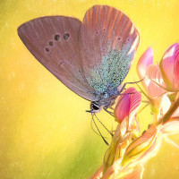 Аватарка бабочки