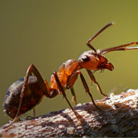 Авы Вконтакте с муравьями