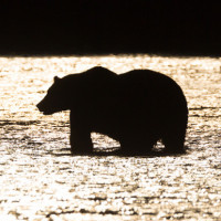 Аватар для ВК с медведями