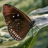 Butterflies images