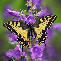 Аватар для ВК с бабочками