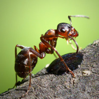 Аватар для ВК с муравьями