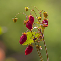 still life