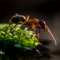Авы Вконтакте с муравьями