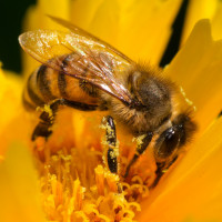 Аватарка пчёлы