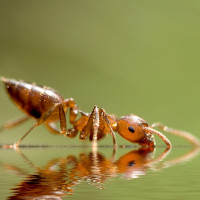 Картинка на аву насекомые