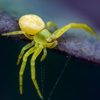 Аватар для ВК с пауками