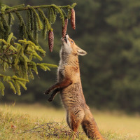 Скачать авы лисы