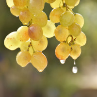 Аватар для ВК с виноградом