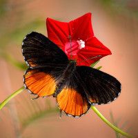 Аватарка бабочки