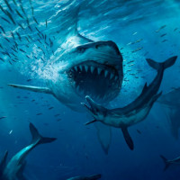 Картинка на аву акулы