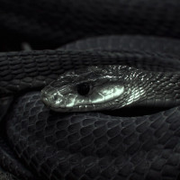 Картинка на аву змеи