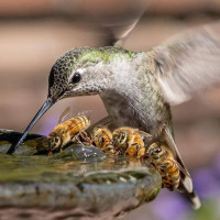 Авы Вконтакте с колибри