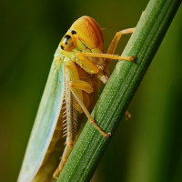 Аватар насекомые
