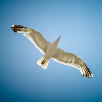 Аватар для ВК с чайками