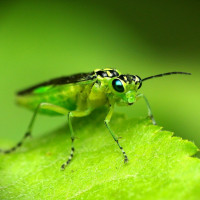 insect wings