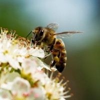 Фото с пчёлами