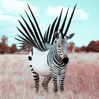 Картинка зебры