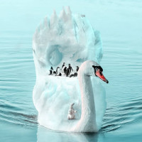 Картинка на аву пингвины