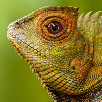 Iguanas avatars