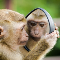 Аватар для ВК с обезьянами