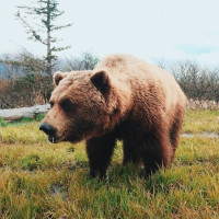 Аватар для ВК с медведями