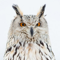 Owls images