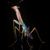 Mantises images