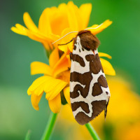 Картинка бабочки