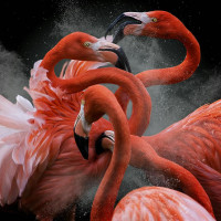 Авы Вконтакте с фламинго