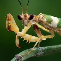 Картинки с насекомыми