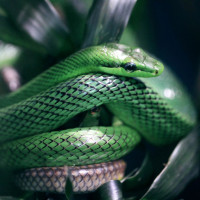 Аватар для ВК с змеями