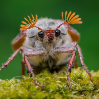 Картинка насекомые