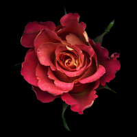 Фотогрфии с розами