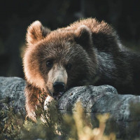 Авы Вконтакте с медведями